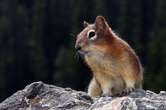 File:Golden-mantled Ground Squirrel 560.jpg