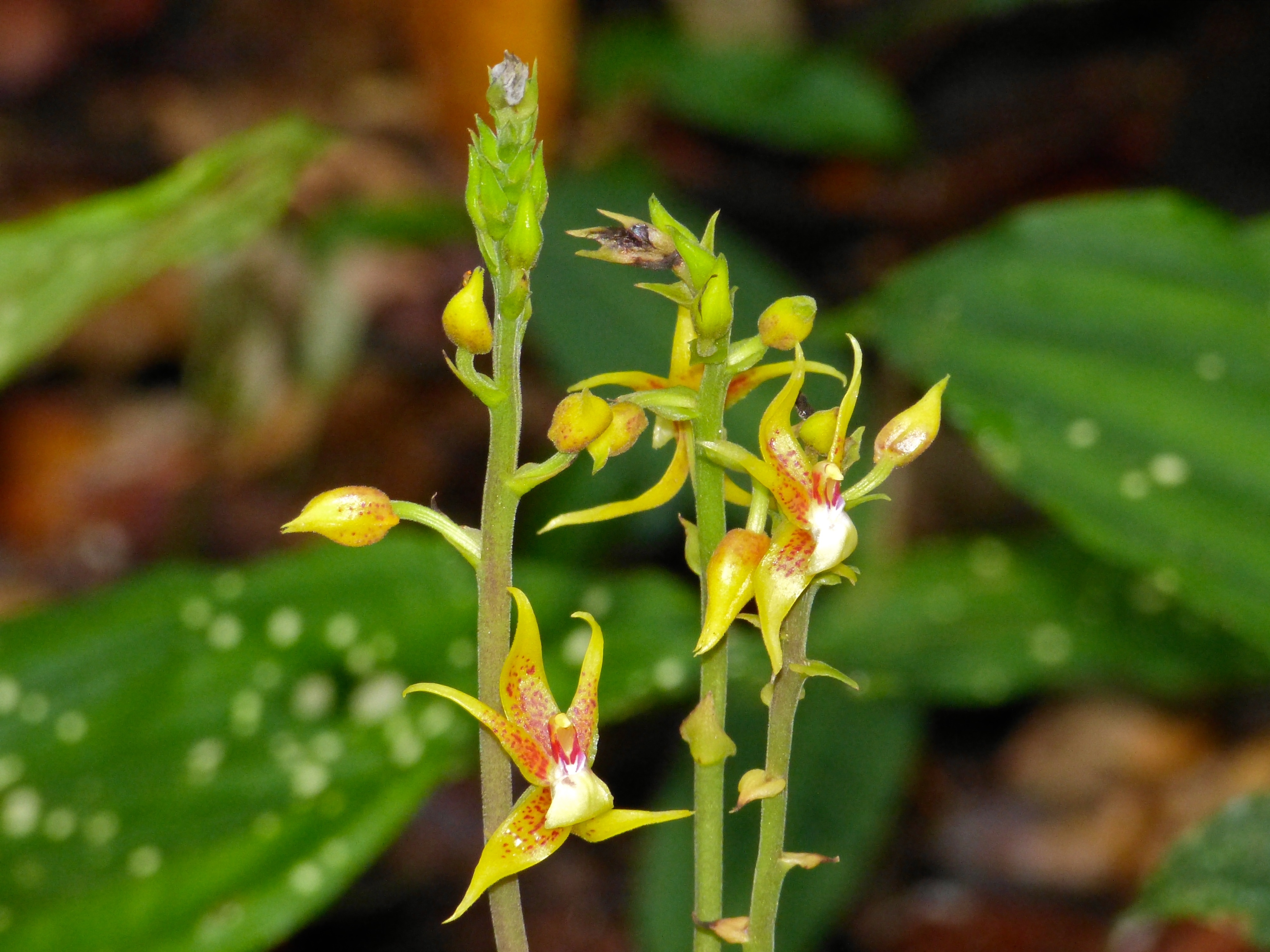 Ground Orchids (Plocoglottis acuminata) (8090085123).jpg