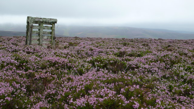 File:Grouse butt on Cairn Corse - geograph.org.uk - 910292.jpg