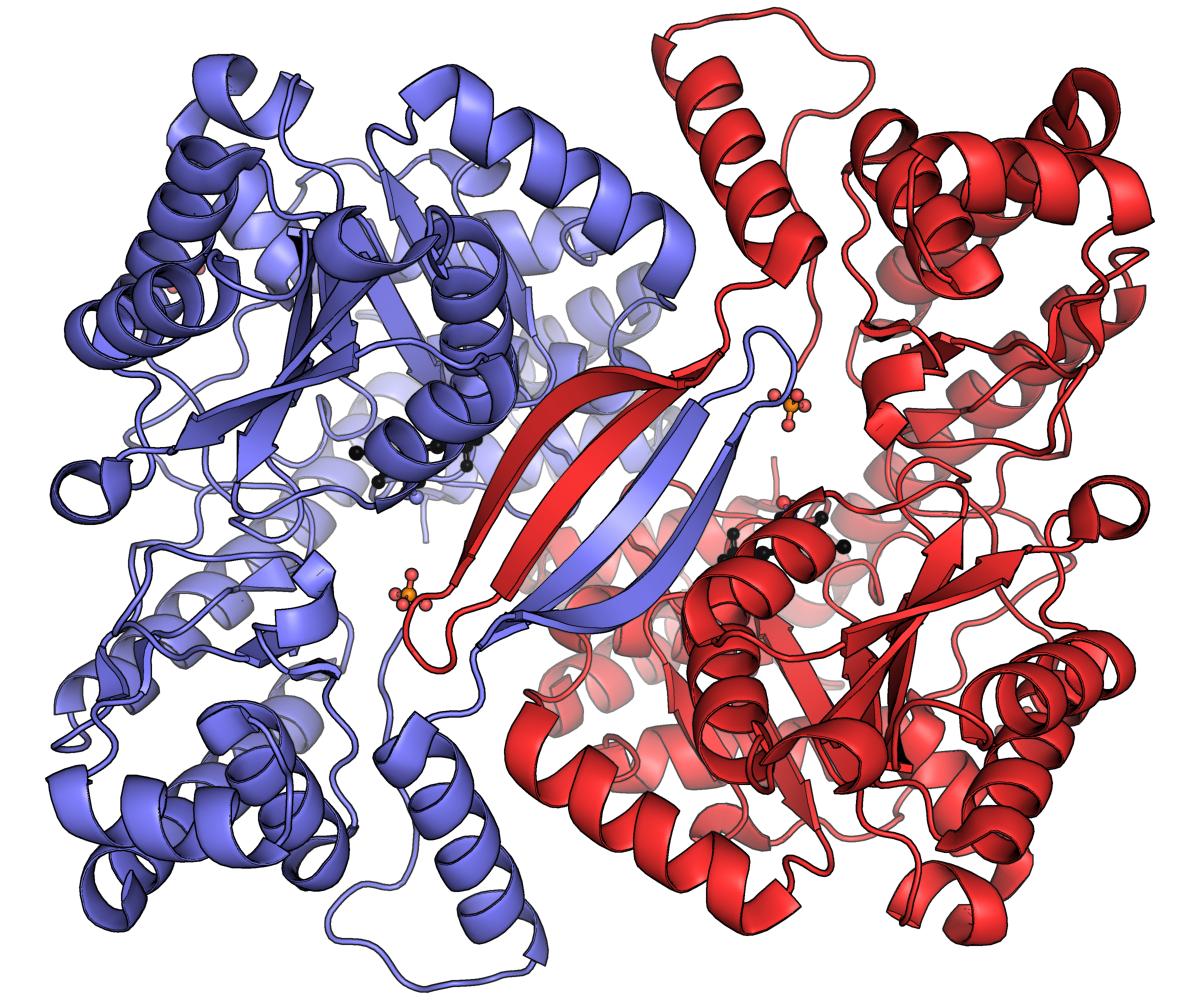 Structure of alpha and beta alanine.