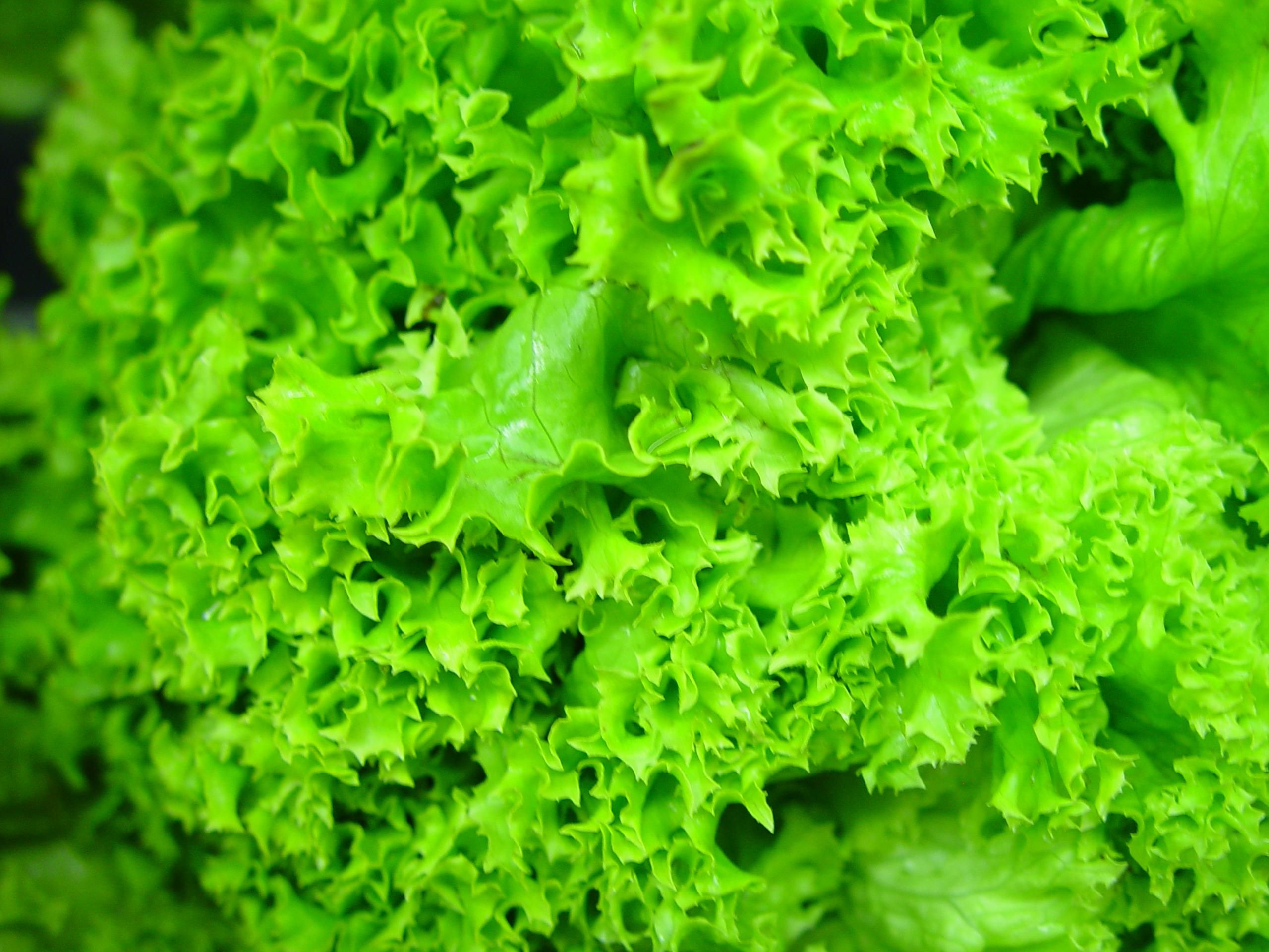 File:Hydroponic lettuce leaves green.jpg - Wikimedia Commons