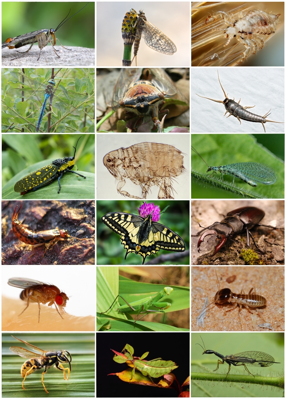 Insect Wikipedia