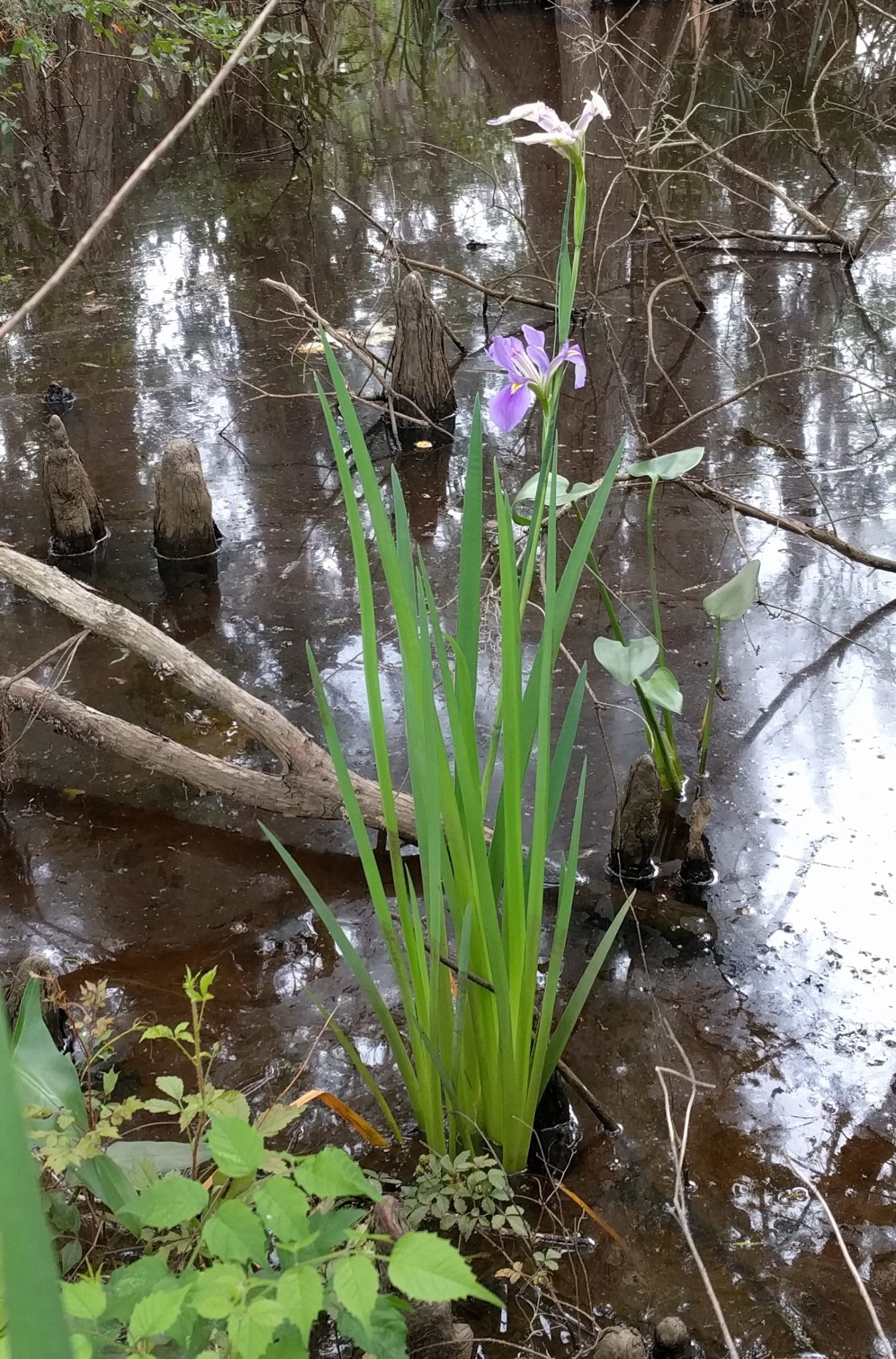 Iris giganticaerulea (Giant blue iris)