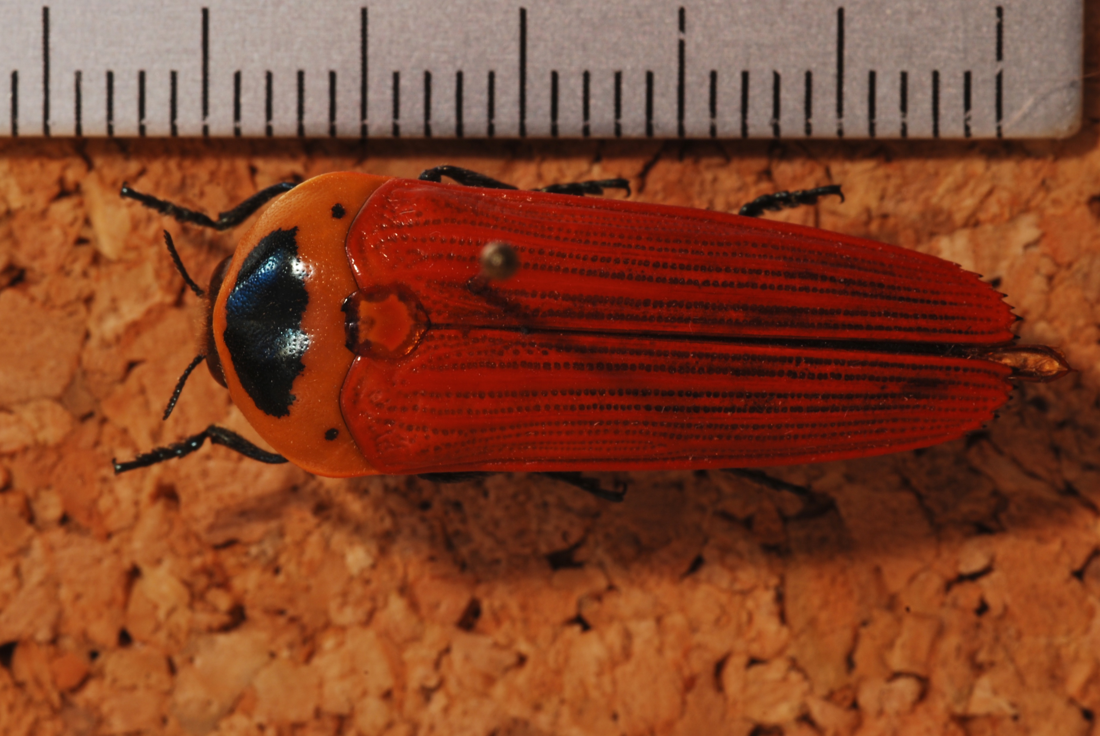 Jewel Beetle (Hiperantha testacea haemorrhoa) (8244074099).jpg