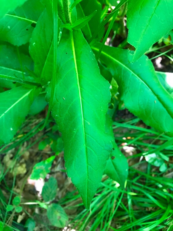 7 leaves