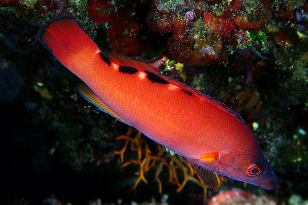 File:Labrus mixtus (bimaculatus)F - Stefano Guerrieri.jpg