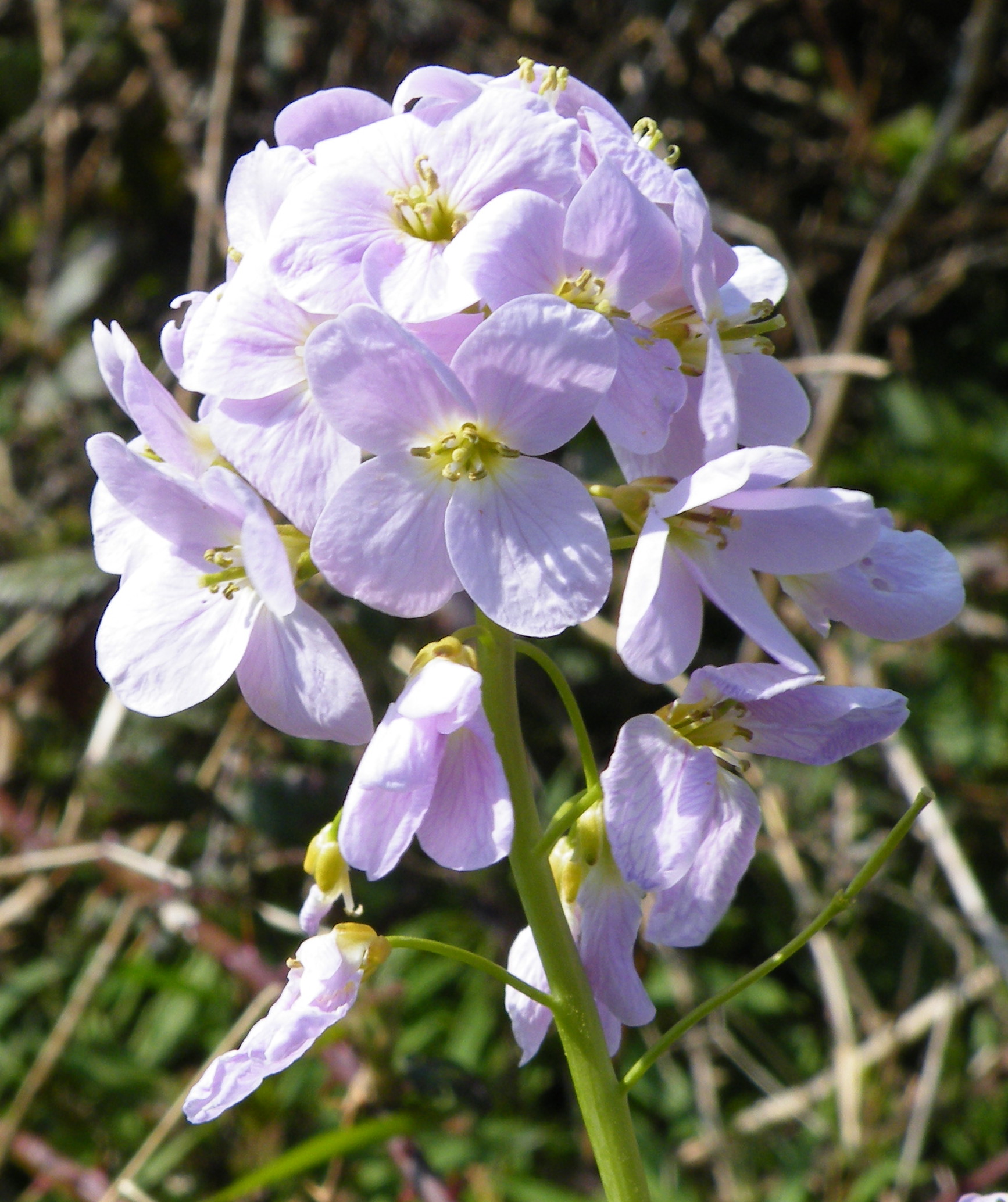 Lady's Smock (Cardamine pratensis) (3414542647).jpg