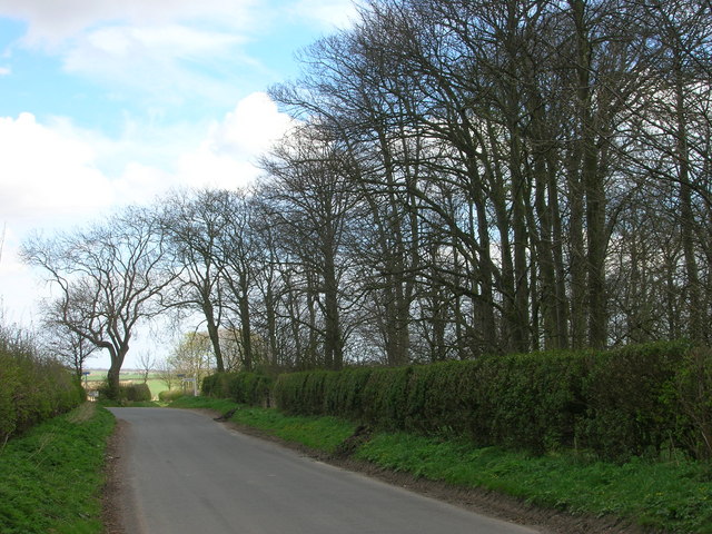 File:Lane Beside Crow Wood - geograph.org.uk - 1240952.jpg