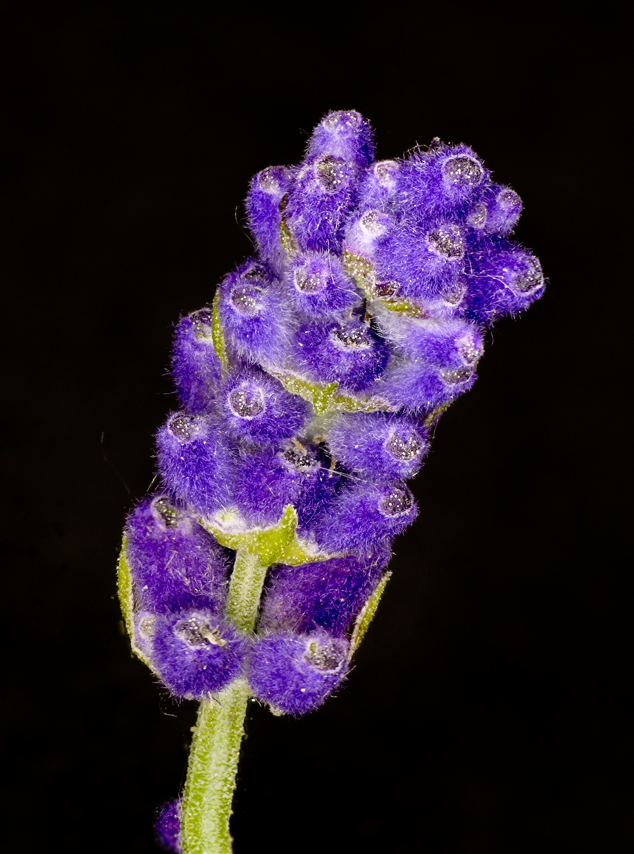 Lavandula - Wikipedia