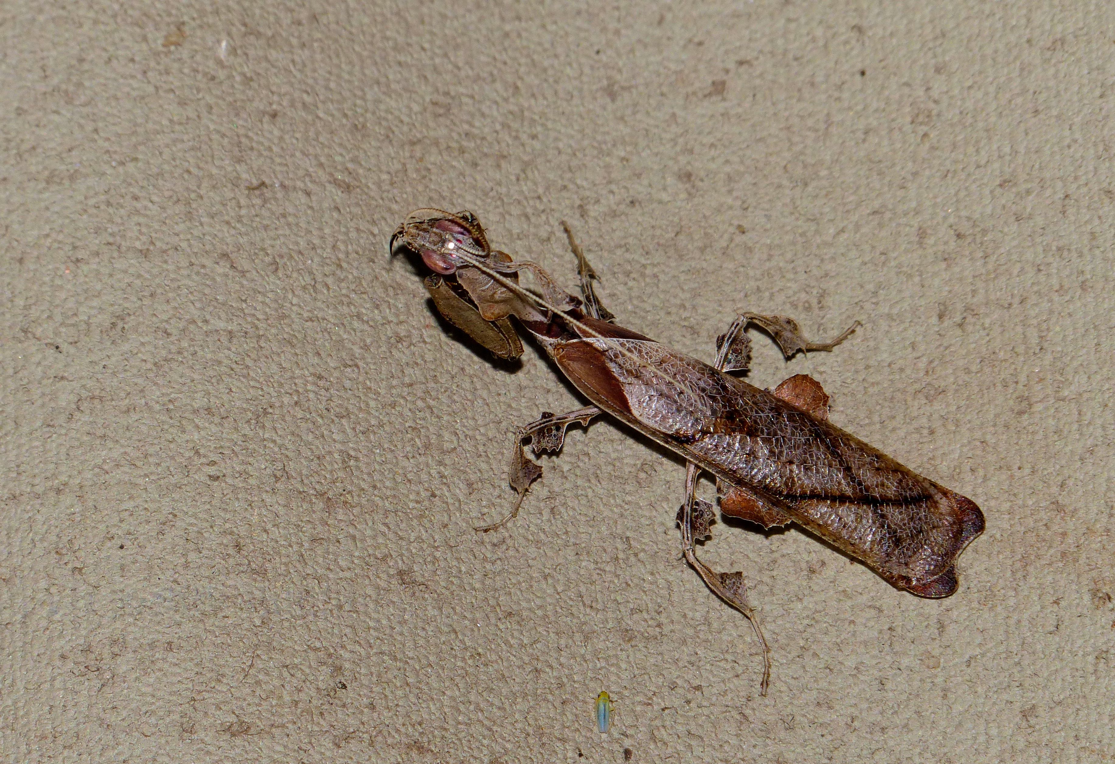 Leaf Mantid (Phyllocrania paradoxa) male (11436309953).jpg