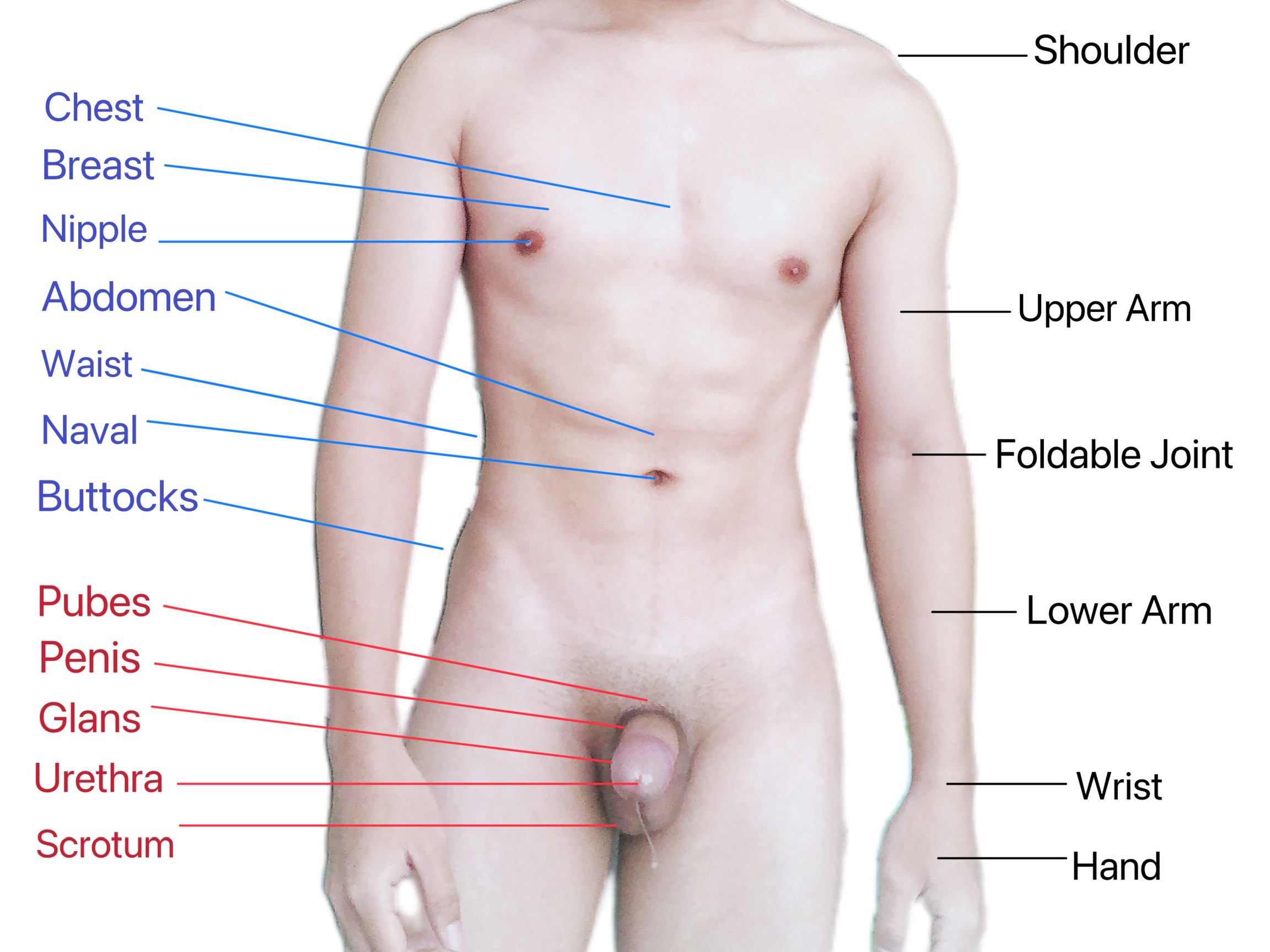 File:Chest Anatomy.jpg - Wikimedia Commons