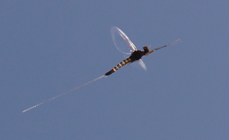 File:Mayfly No. 2 (8629250564).jpg