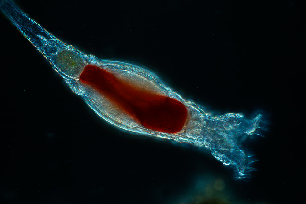 rotifer diagram trunk