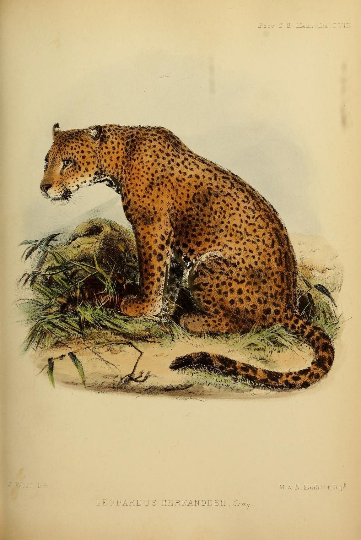 North American jaguar - Wikipedia