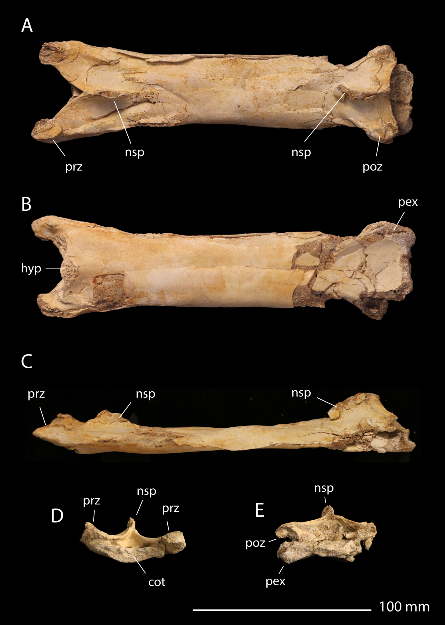 Phylogenetic systematics of Quetzalcoatlus Lawson 1975 (Pterodactyloidea:Azhdarchoidea):  Journal of Vertebrate Paleontology: Vol 41, No sup1