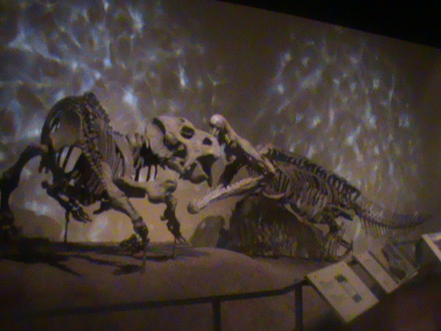 File:Phystosaur attacking herbivore species.JPG