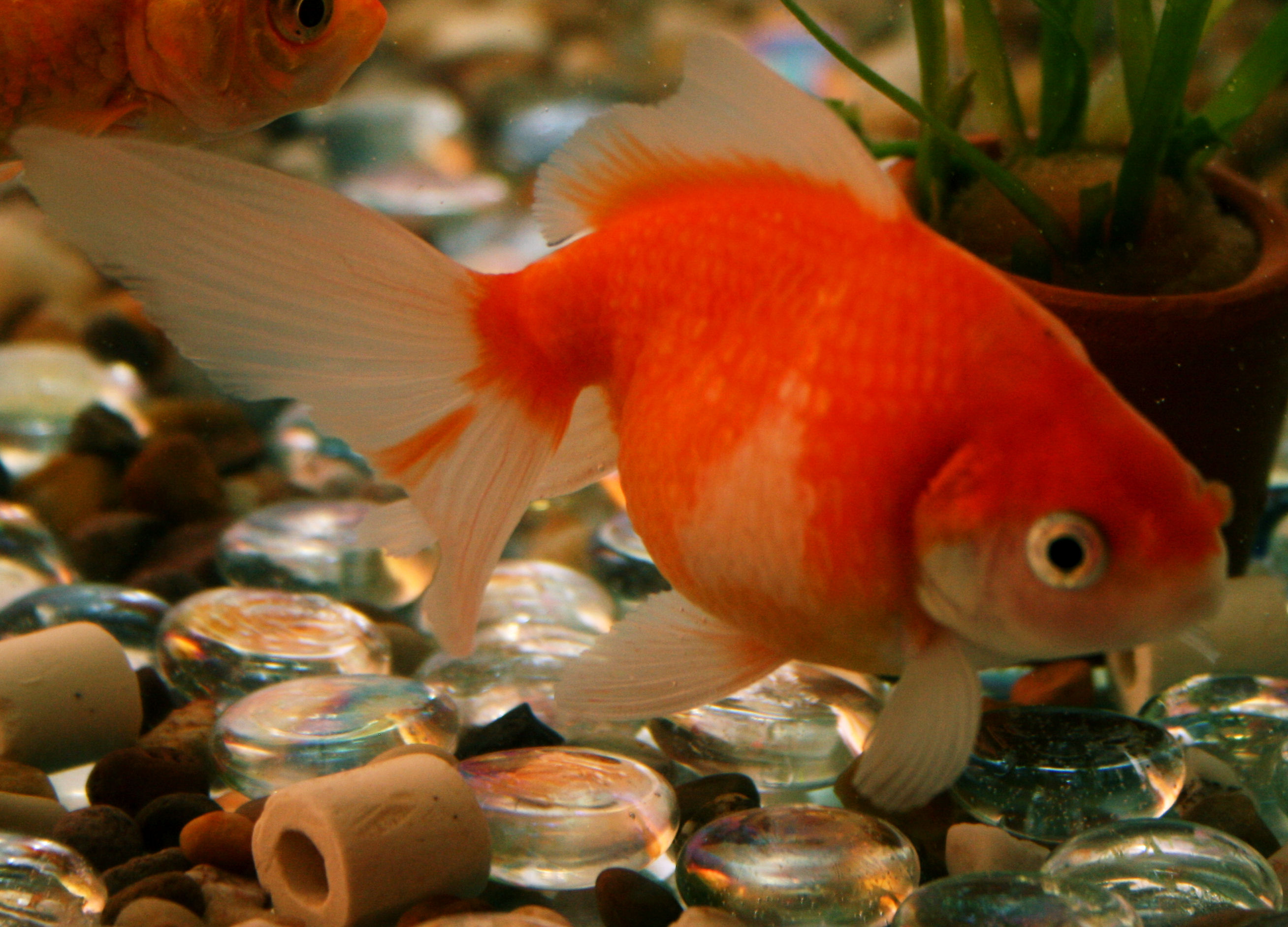 ping pong pearlscale goldfish