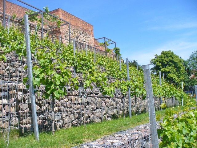 File:Prenzlau LaGa 2013 - Weinberg (Vineyard) - geo.hlipp.de - 37484.jpg