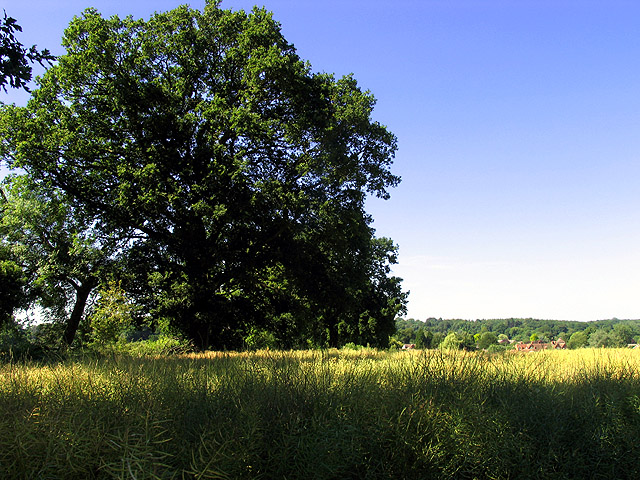 File:Rapeseed on Farmland near Whitchurch Hill - geograph.org.uk - 26758.jpg