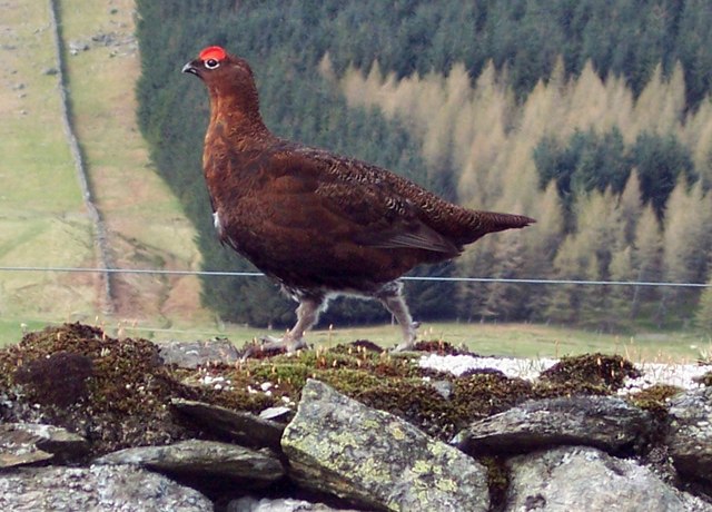 Red Grouse (Lagopus lagopus scoticus) - geograph.org.uk - 446843