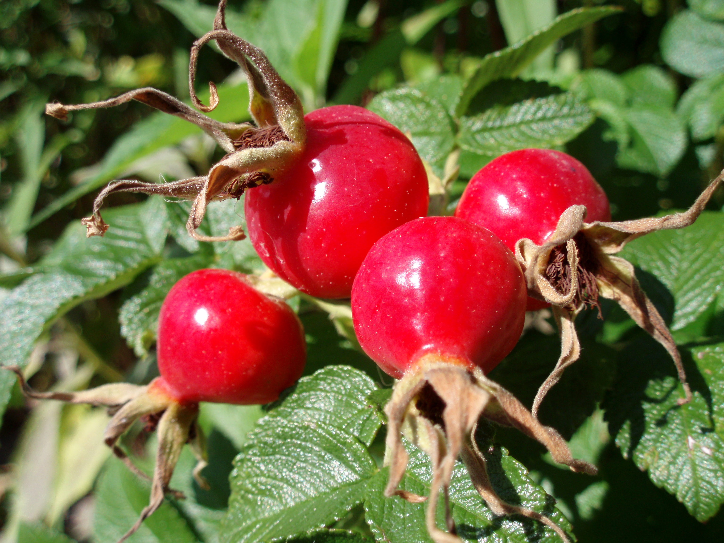 https://upload.wikimedia.org/wikipedia/commons/e/ec/Rose_hips.jpg