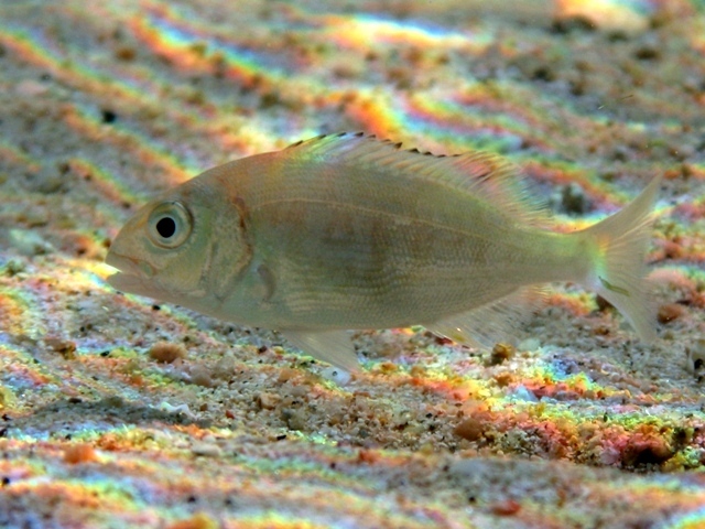 File:Sparus aurata Sardinia juvenile.JPG