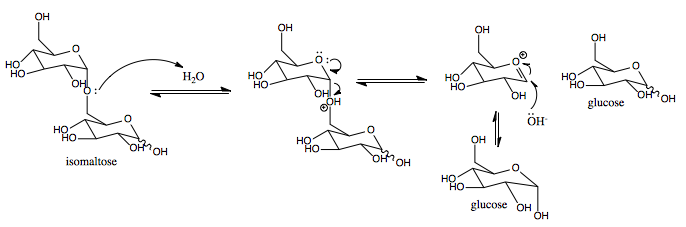 Mechanism for how sucrase-isomaltase catalyzes the conversion of isomaltose to two glucose molecules Sucrase-Isomaltase Mechanism.png