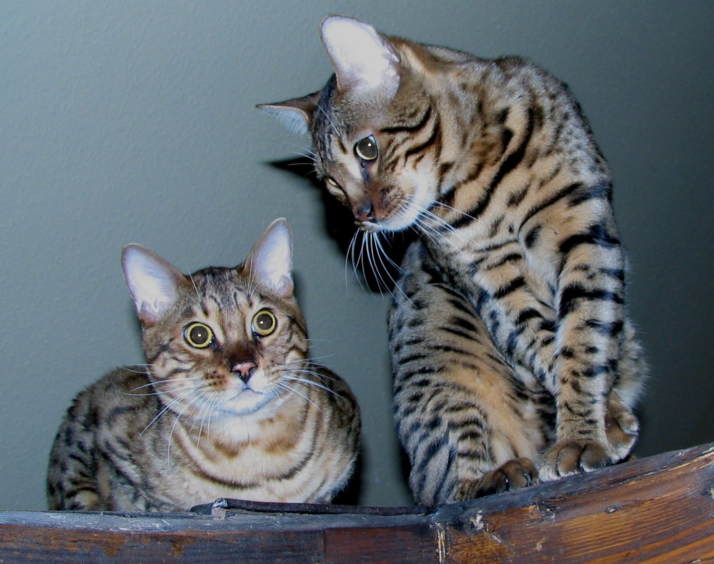 file-two-bengal-cats-edit-jpg-wikimedia-commons