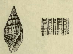 <i>Vexillum semiticum</i> Species of gastropod