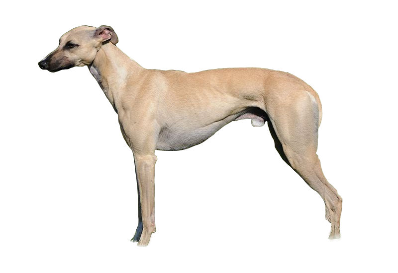 File:Whippet Fond Blanc.jpg