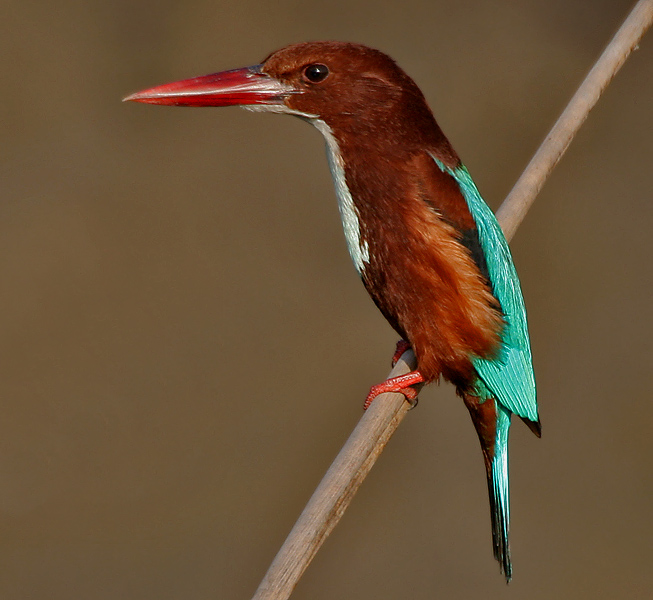 File:White-throated Kingfisher (Halcyon smyrnensis) in Hodal W IMG 6277.jpg