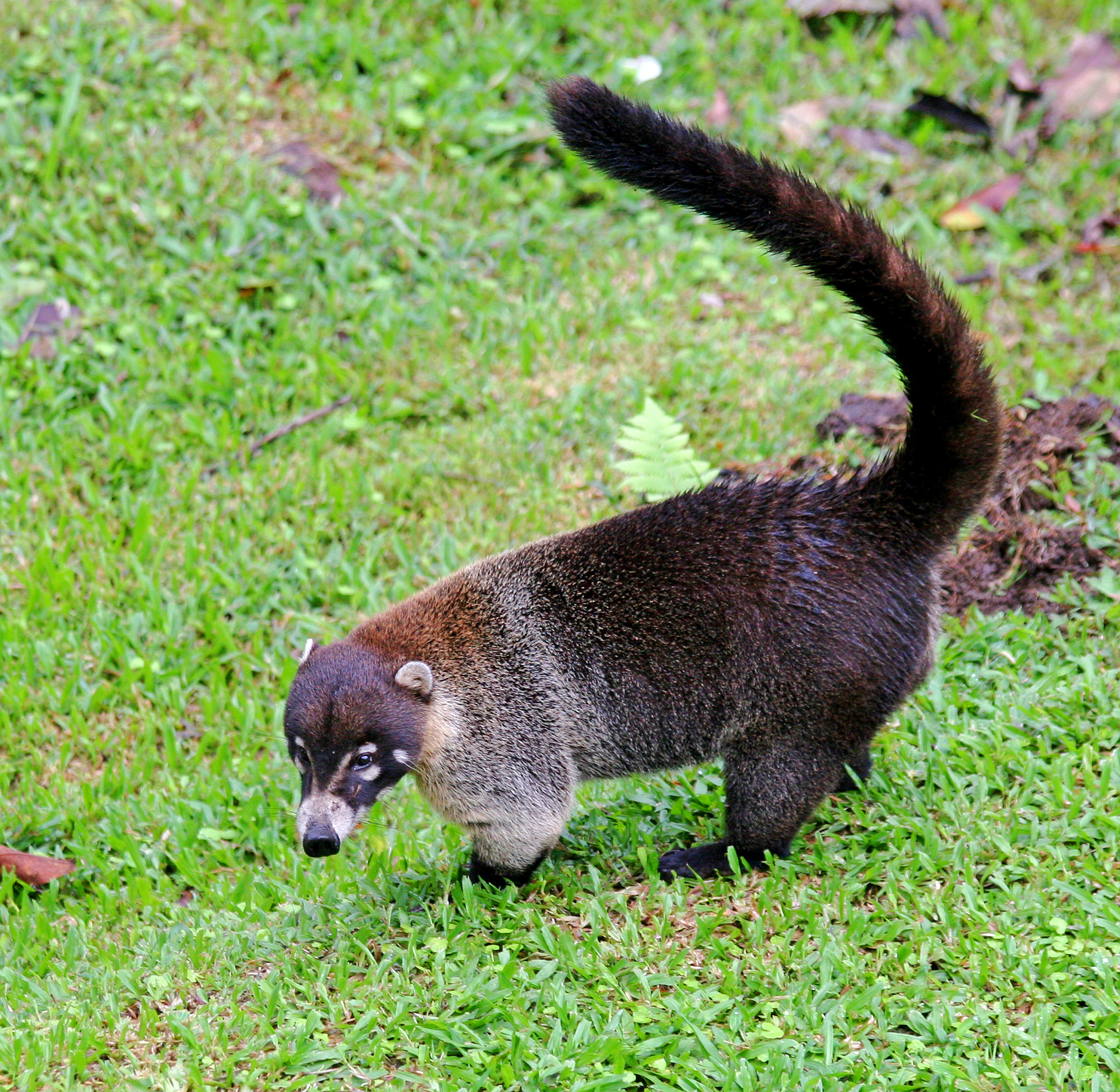 white-nosed coati