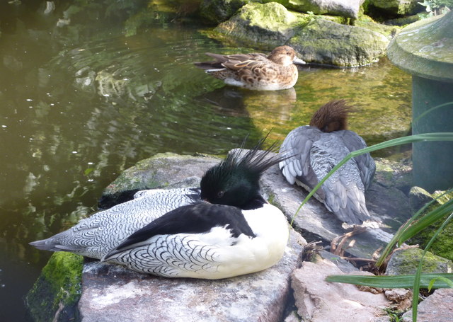 File:Wildfowl at Pensthorpe Wildfowl Park, Norfolk - geograph.org.uk - 2635036.jpg