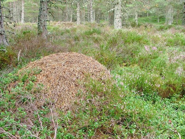 File:Wood Ants, Forest behind Boat of Garten - geograph.org.uk - 227161.jpg