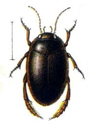 <i>Agabus fuscipennis</i> Species of beetle