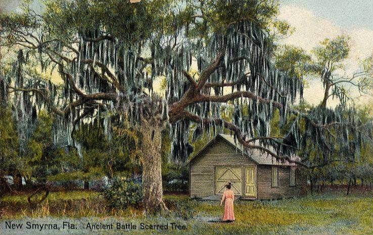 File:Ancient Battle Scarred Tree, New Smyrna, FL.jpg