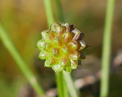 File:Baldellia ranunculoides subsp. ranunculoides (Alismataceae) (Lesser Water-plantain) - (flowering), Texel, the Netherlands (cropped).jpg