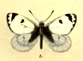 <i>Baltia shawi</i> Species of butterfly