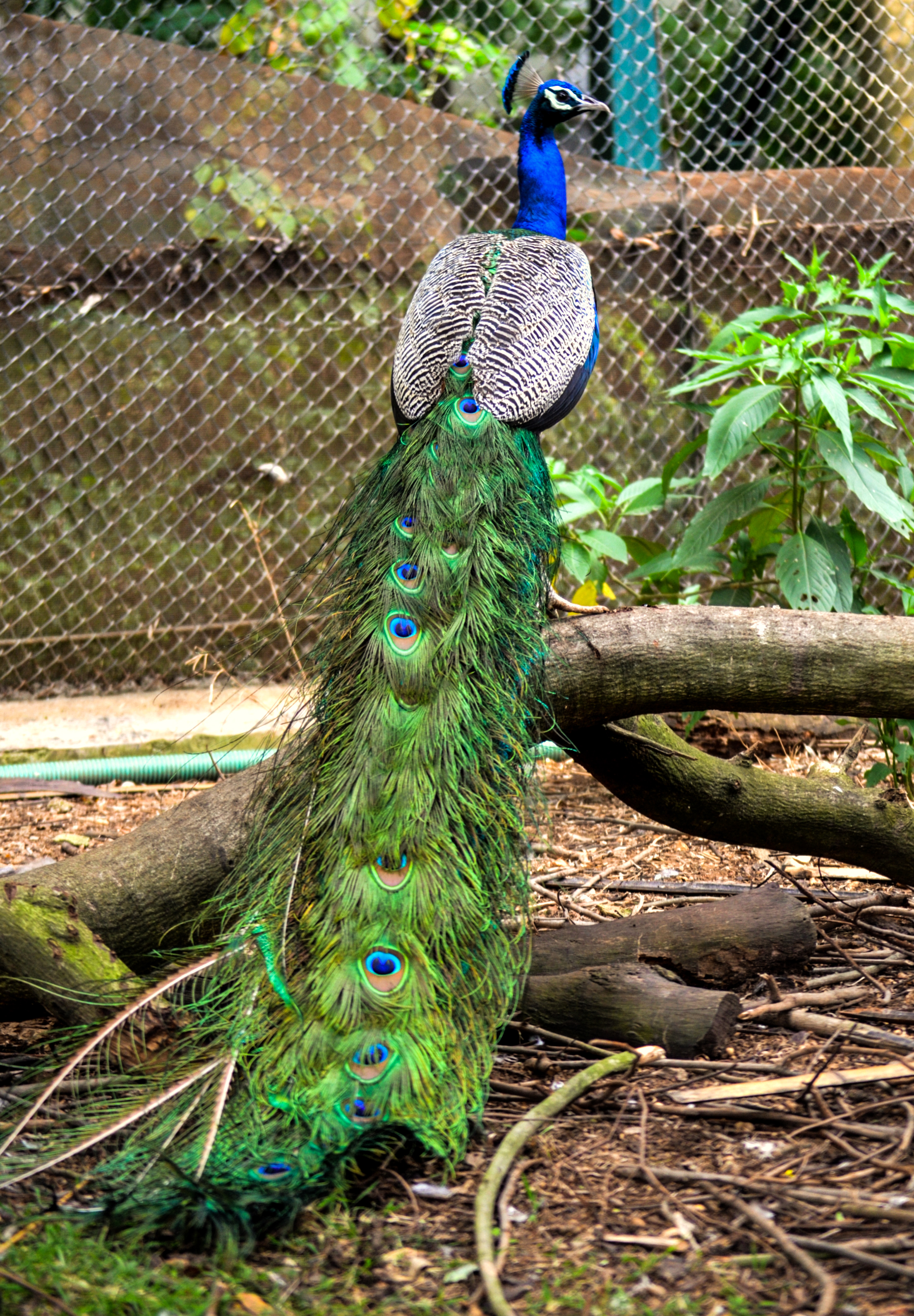 indian peacock images