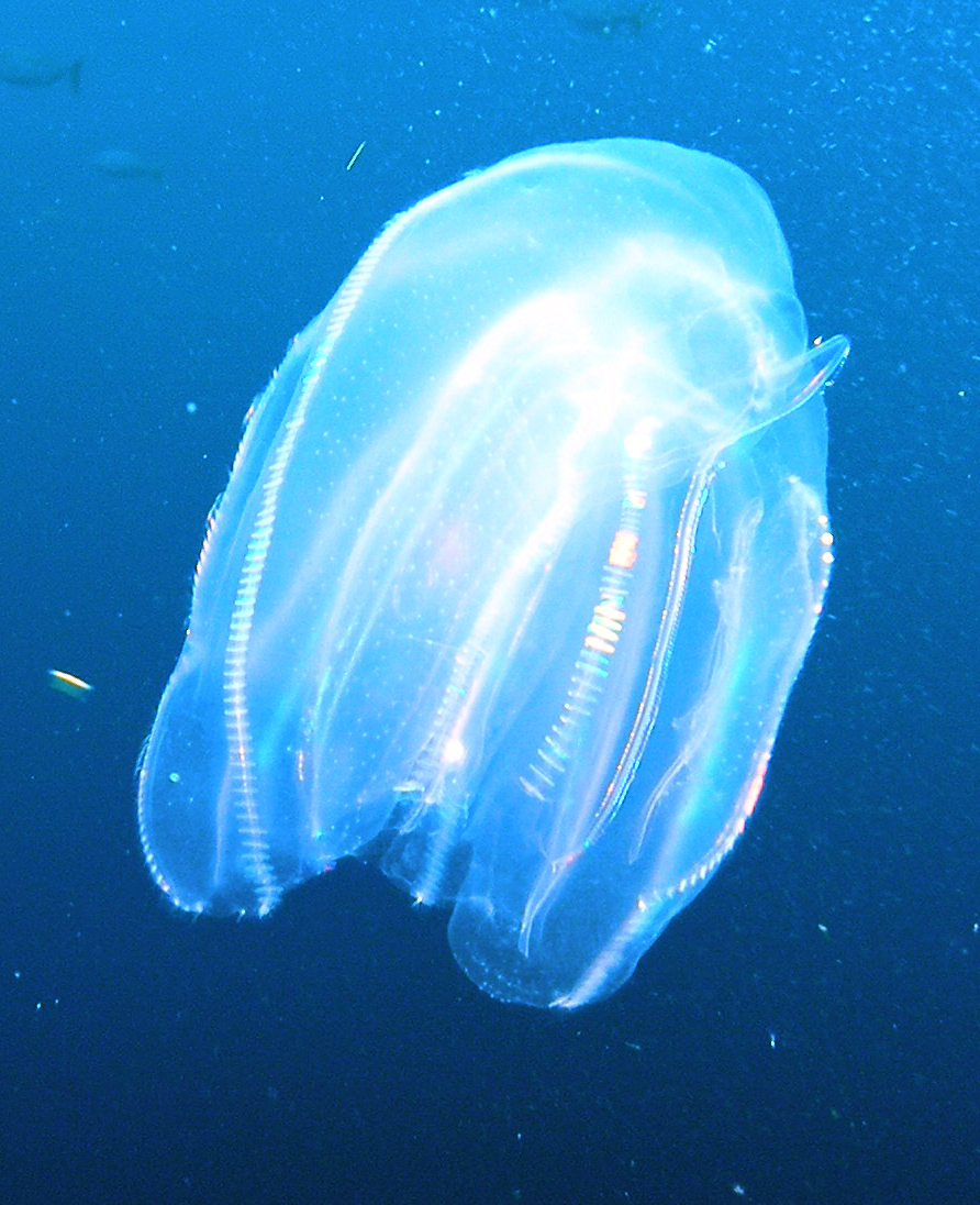 Comb jellies