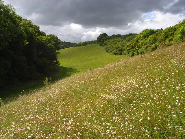 File:Beside Crowell Wood - geograph.org.uk - 883965.jpg