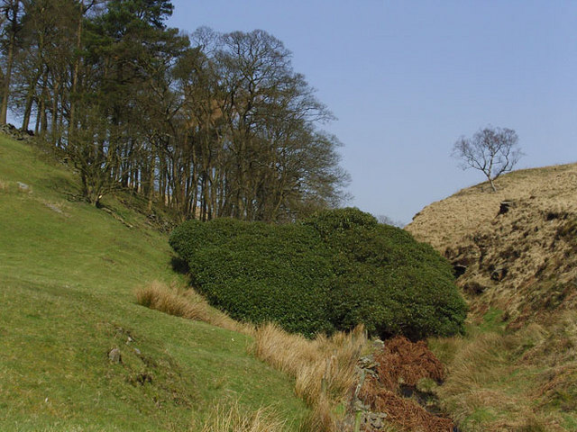 File:Big Bush - geograph.org.uk - 386524.jpg - Wikimedia Commons.