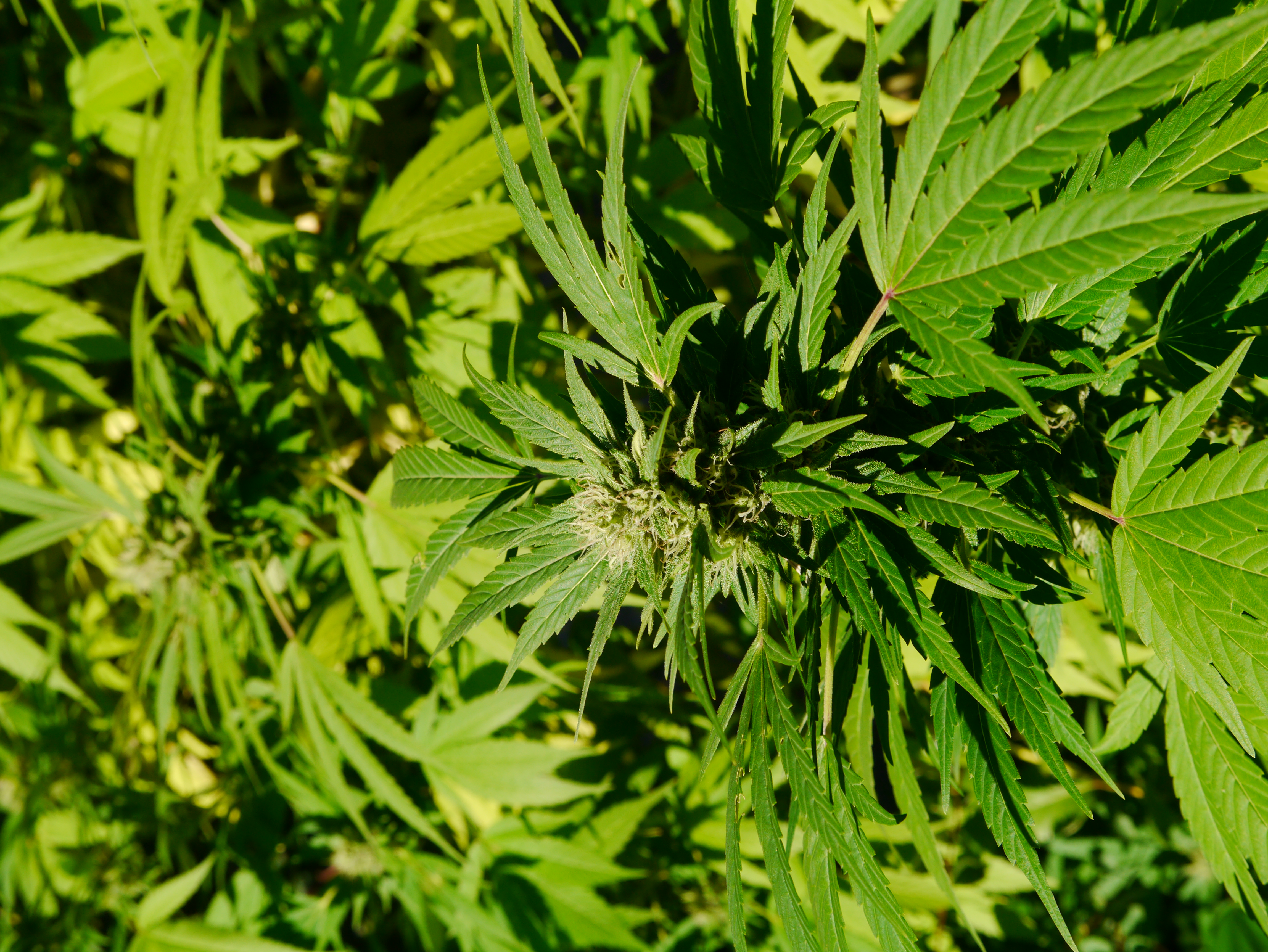 大麻 植物 维基百科 自由的百科全书