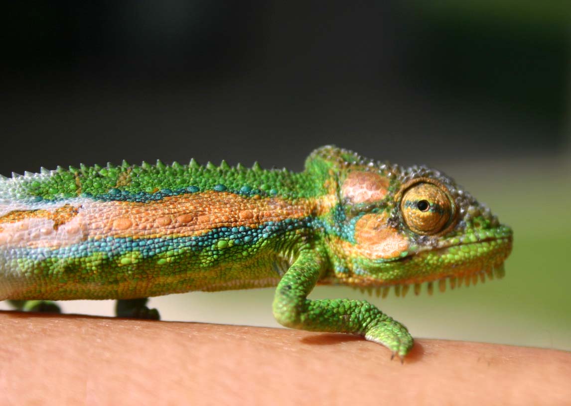 Tập tin:Cape dwarf chameleon (Bradypodion pumilum) male.jpg ...