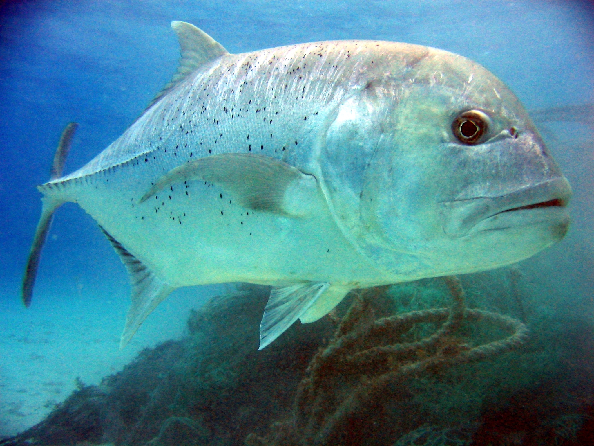 Giant trevally - Wikipedia