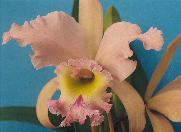 File:Cattleya Hermine.jpg