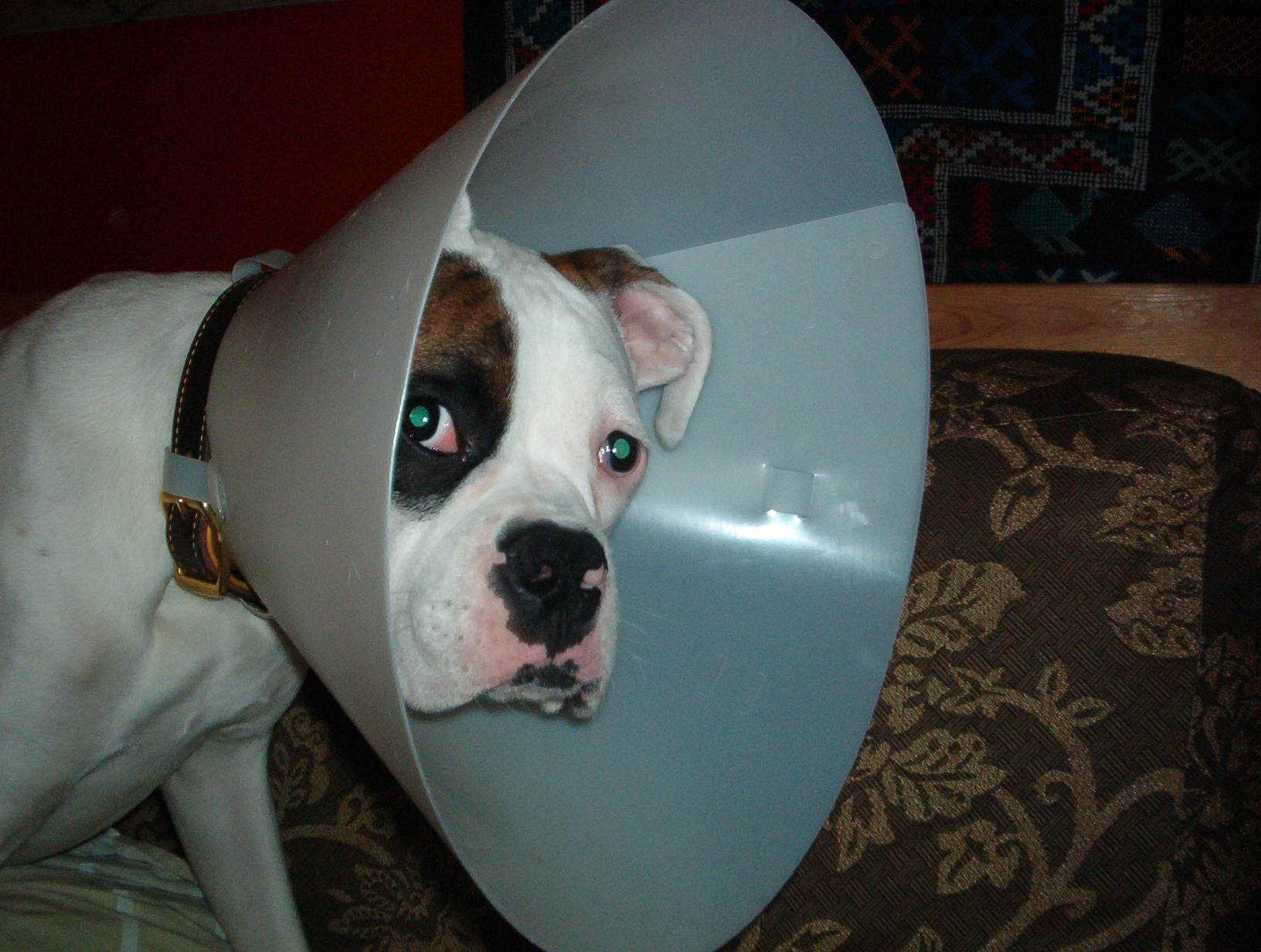 File:Cone-head Reni - dog in Elizabethan collar.jpg ...