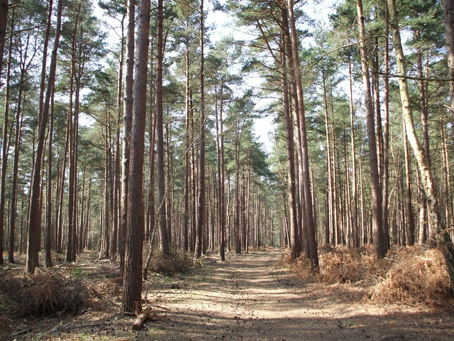 File:Conifer Plantation in Roydon Woods - geograph.org.uk - 395742.jpg