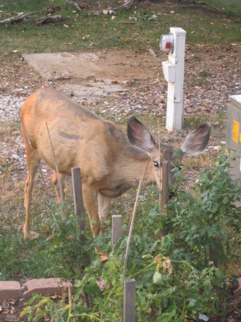 Deer eating tomato plant