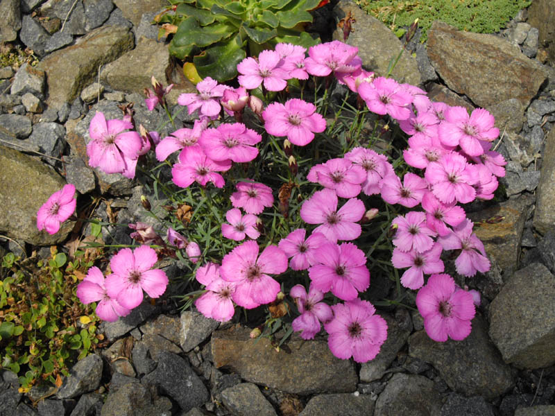 File:Dianthus neglectus 2.JPG